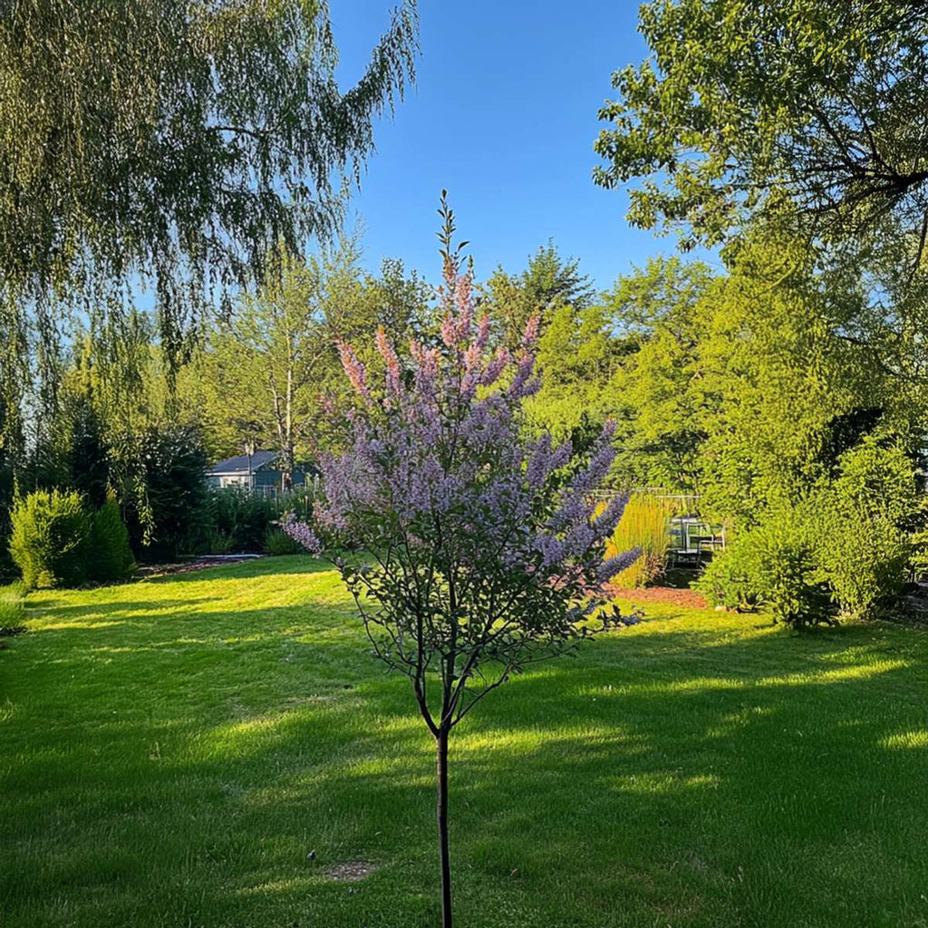 Flamingo Willow - Salix integra 'Flamingo' - Height 90-110cm - Pot 19cm