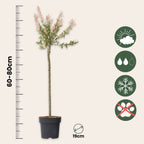 Flamingo Willow - Salix integra 'Flamingo' - Height 90-110cm - Pot 19cm