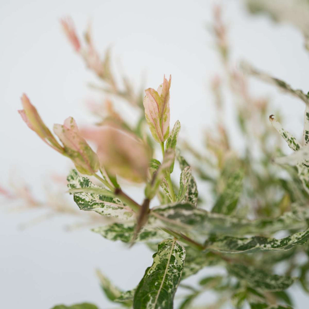 Flamingo Willow - 2 pcs. - Salix integra 'Flamingo' - Height 90-110cm - ⌀19cm