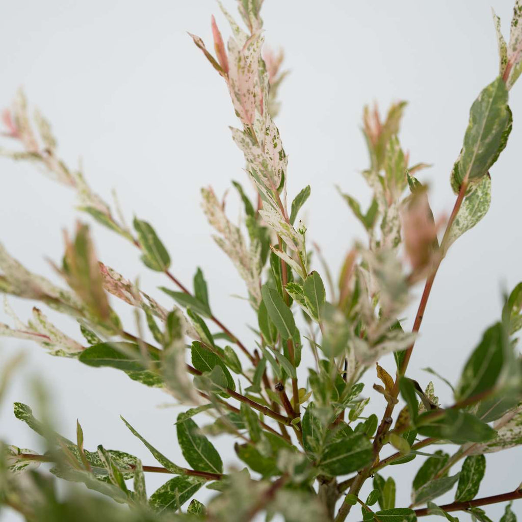 Flamingo Willow - 2 pcs. - Salix integra 'Flamingo' - Height 90-110cm - ⌀19cm