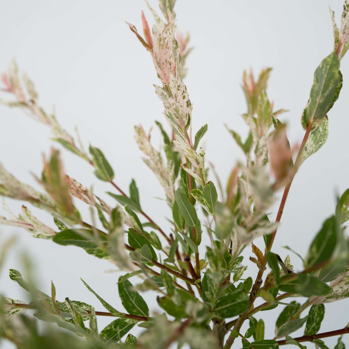Flamingo Willow - 2 pcs. - Salix integra 'Flamingo' - Height 90-110cm - ⌀19cm