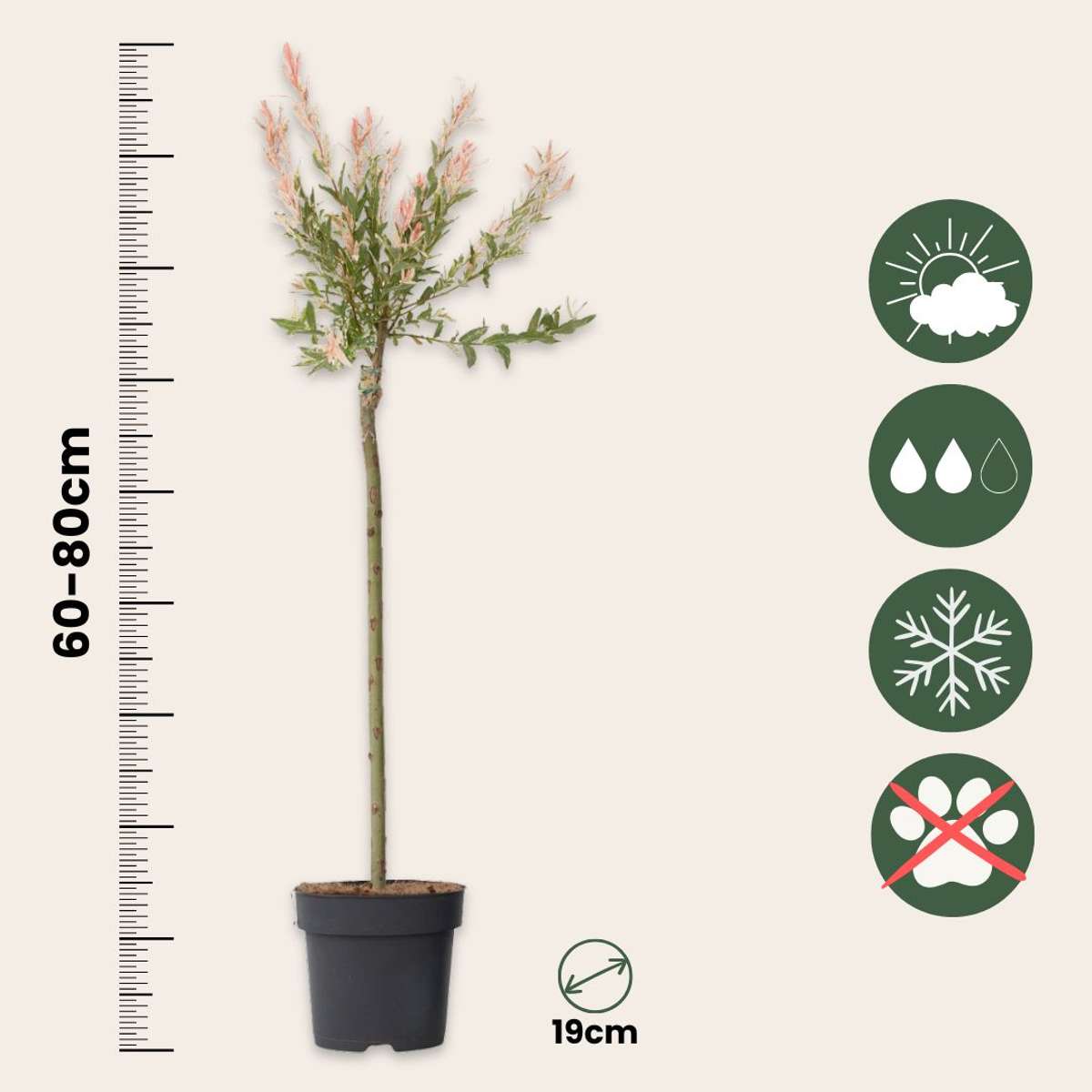 Flamingo Willow - 2 pcs. - Salix integra 'Flamingo' - Height 90-110cm - ⌀19cm