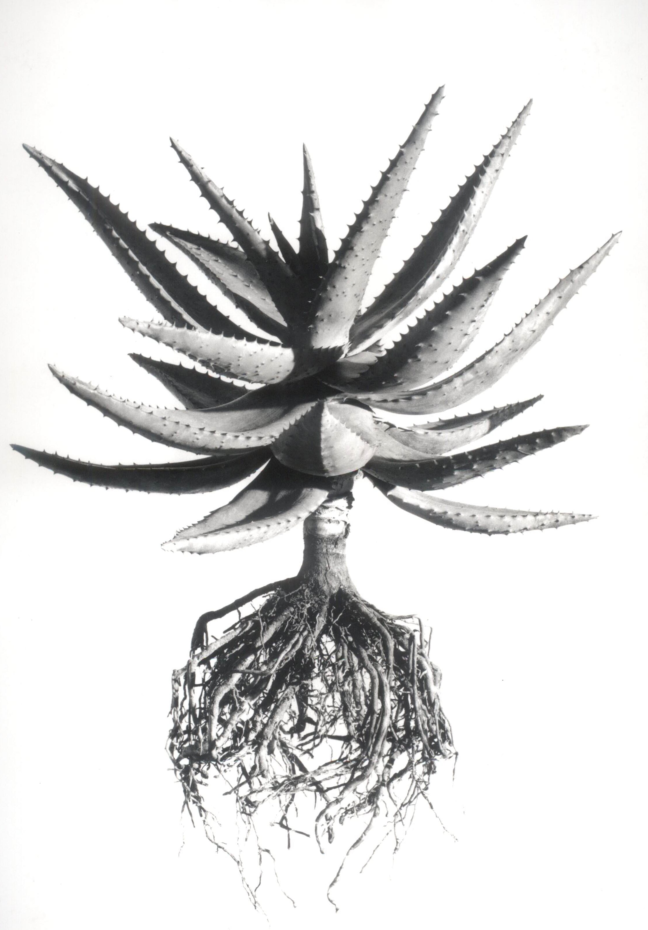 David Ballam - Aloe 14