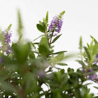 Evergreen Shrub - 3 pcs. - Hebe All Blooms 'Siara' - Height 30-35cm - ⌀13cm
