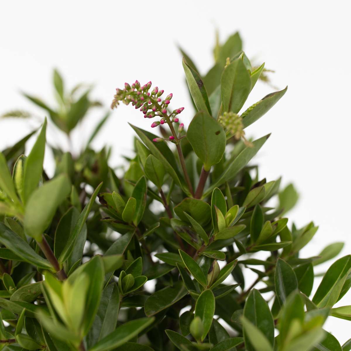 Evergreen Shrub - 3 pcs. - Hebe All Blooms - Height 30-35cm - ⌀13cm