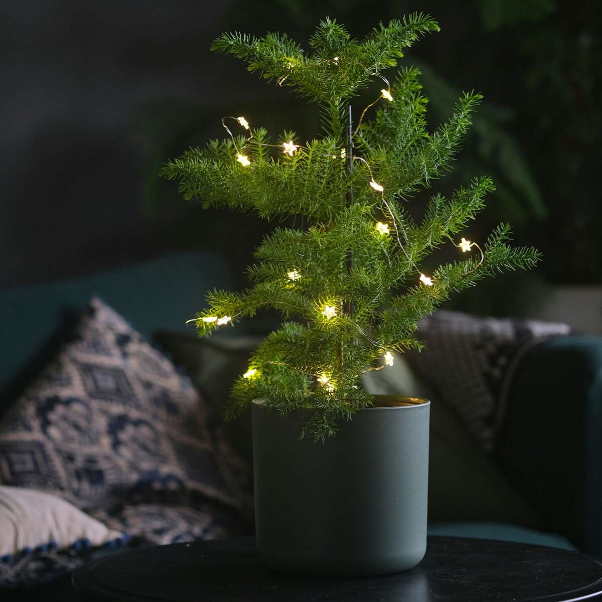 Norfolk Island Pine - Araucaria heterophylla - Height 70-80cm - ⌀21cm