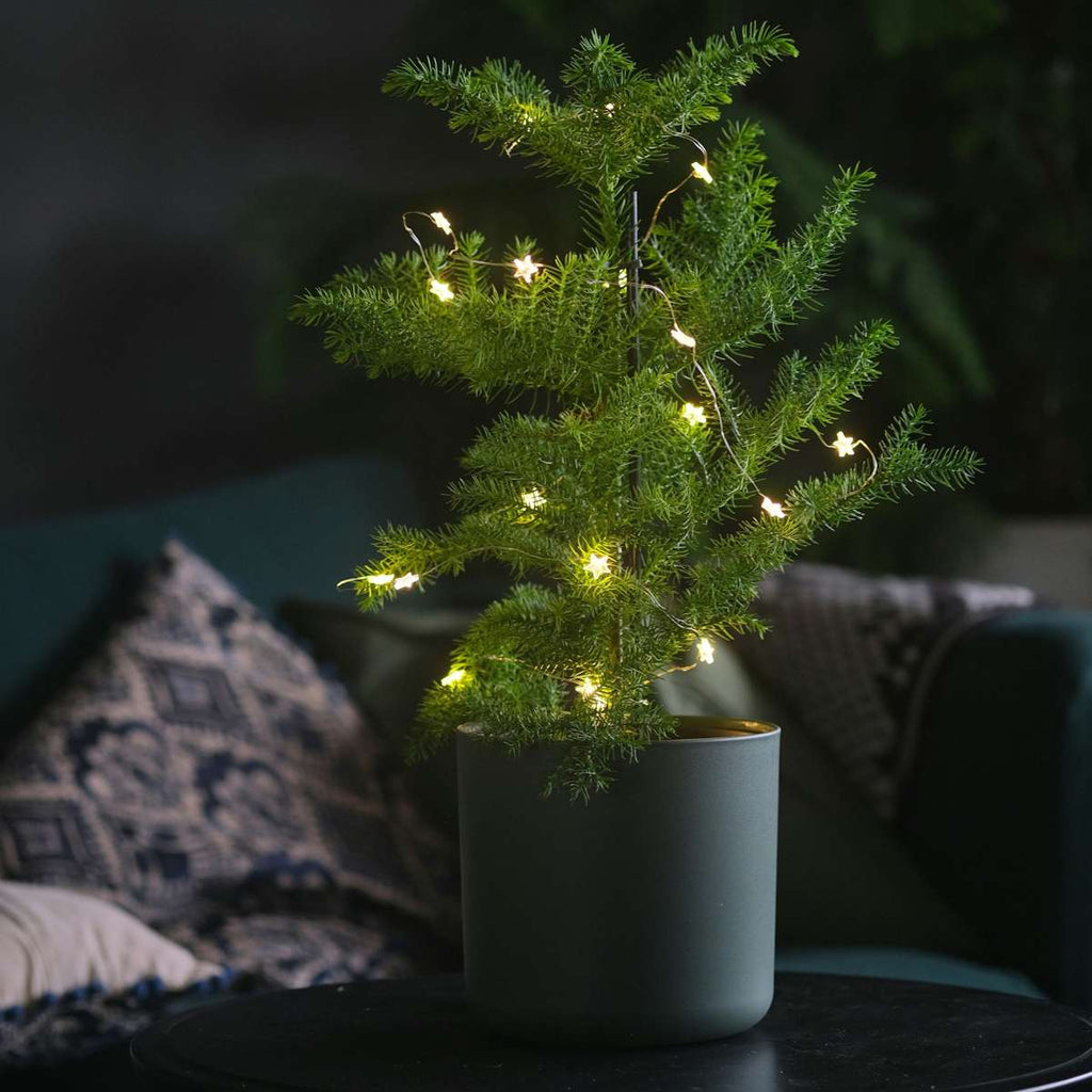 Norfolk Island Pine - Araucaria heterophylla - Height 50-60cm - ⌀17cm