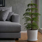 Norfolk Island Pine - Araucaria heterophylla - Height 70-80cm - ⌀21cm