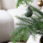 Norfolk Island Pine - Araucaria heterophylla - Height 45-55cm - ⌀14cm