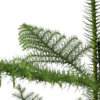 Norfolk Island Pine - Araucaria heterophylla - Height 50-60cm - ⌀17cm