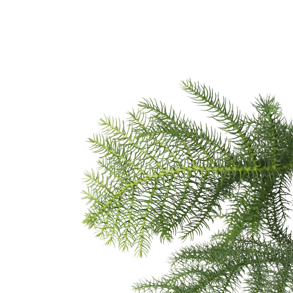 Norfolk Island Pine - Araucaria heterophylla - Height 70-80cm - ⌀21cm