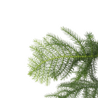Norfolk Island Pine - Araucaria heterophylla - Height 70-80cm - ⌀21cm