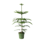 Norfolk Island Pine - Araucaria heterophylla - Height 70-80cm - ⌀21cm