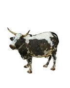 Paper Mache Nguni Cow - 185.1