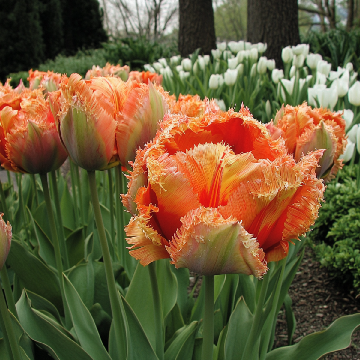Tulip bulbs - 20 pcs. - Tulipa 'Brisbane' - Flower Bulbs - Pink