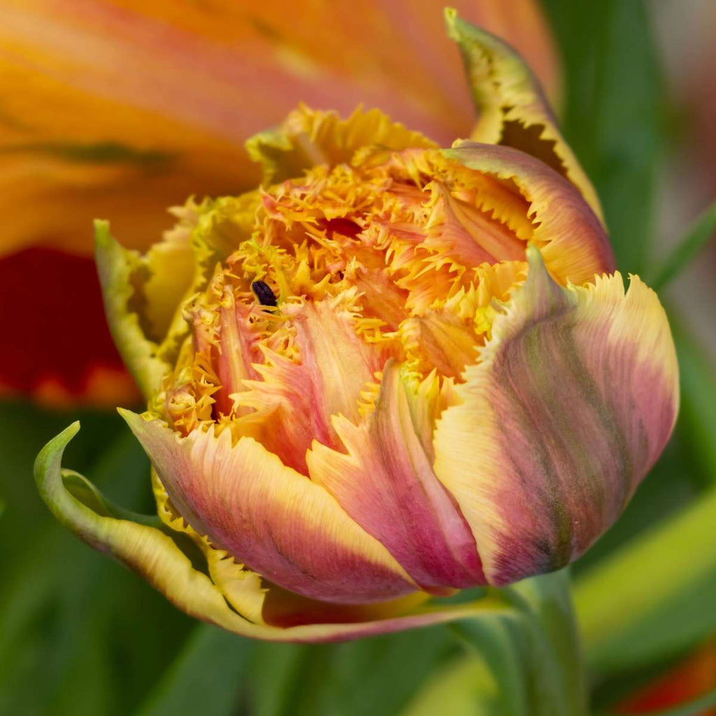Tulip bulbs - 20 pcs. - Tulipa 'Brisbane' - Flower Bulbs - Pink