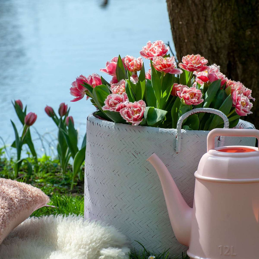 Tulip bulbs - 20 pcs. - Tulipa 'Queensland' - Flower Bulbs - Pink