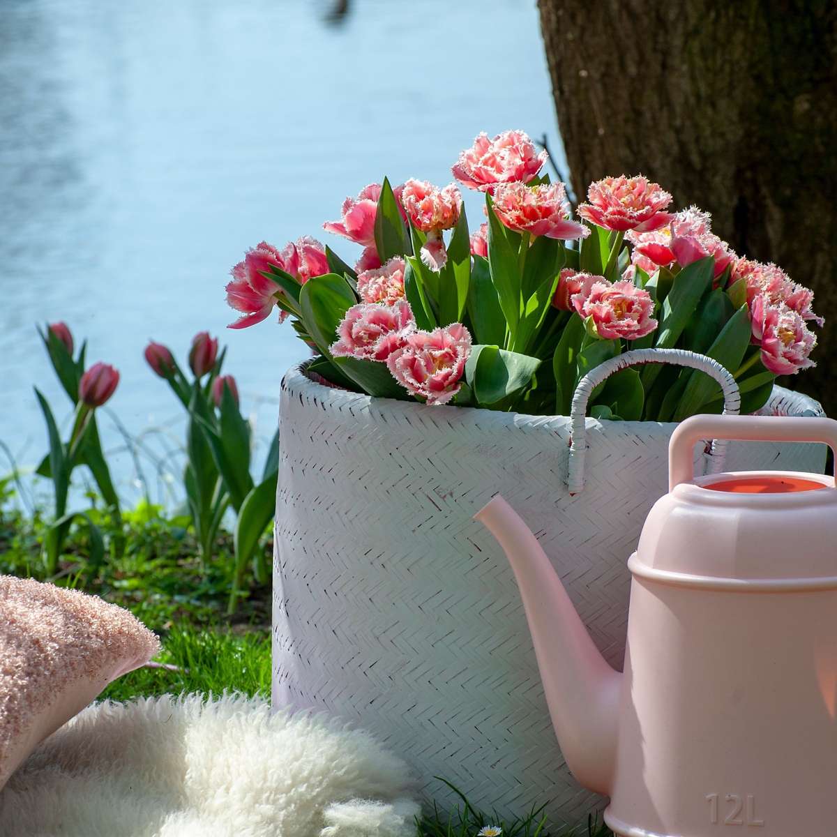 Tulip bulbs - 20 pcs. - Tulipa 'Queensland' - Flower Bulbs - Pink