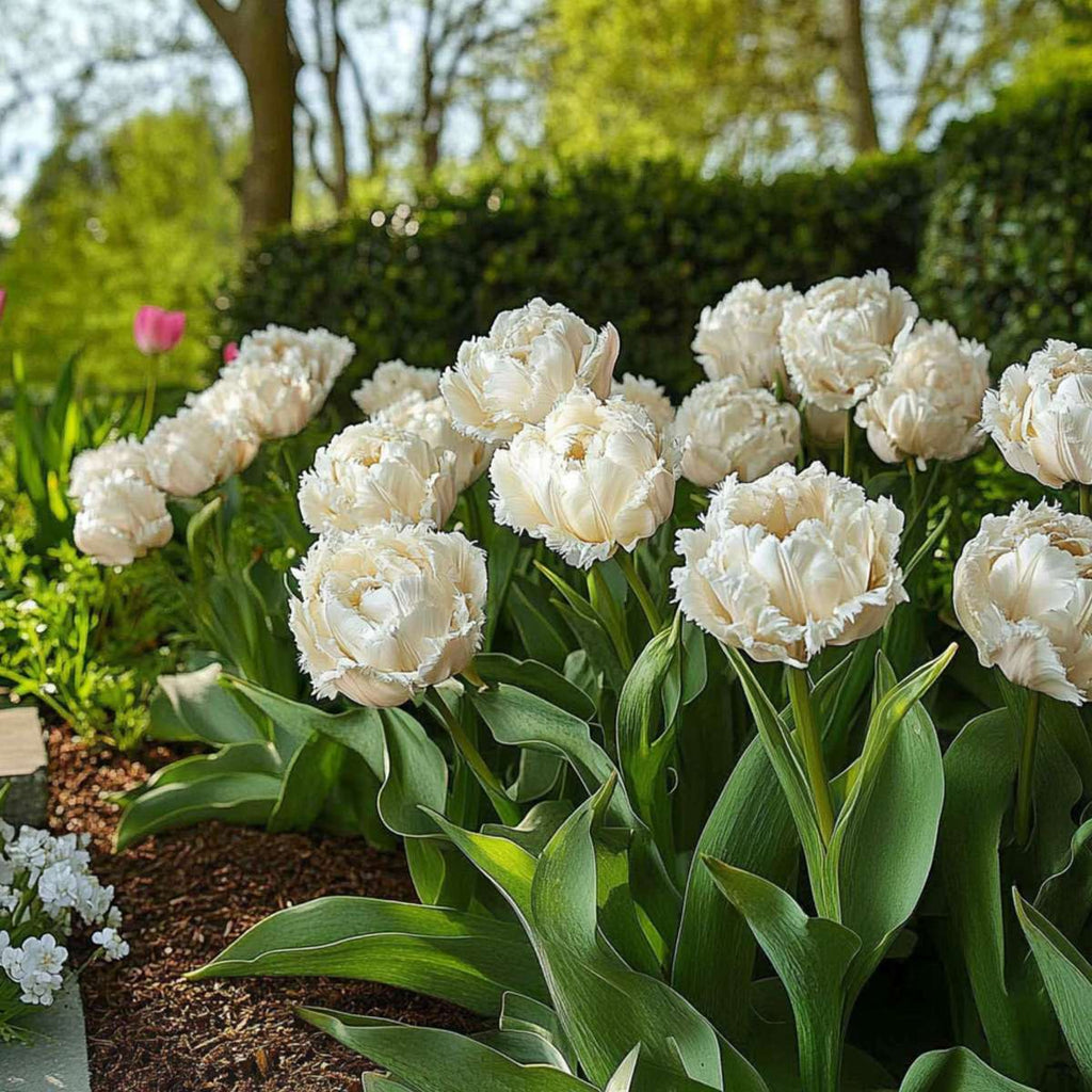 Tulip bulbs - 10 pcs. - Tulipa 'Snow Crystal' - Flower Bulbs - White
