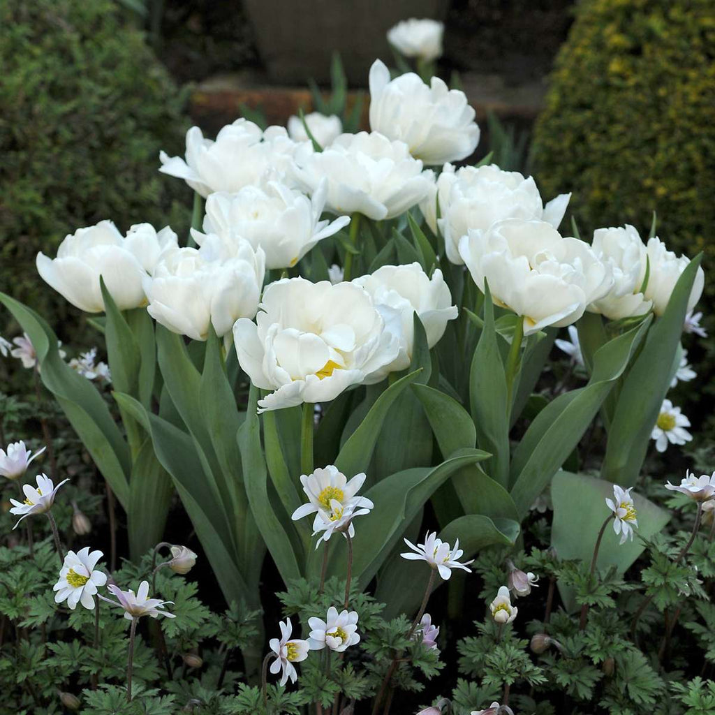 Tulip bulbs - 10 pcs. - Tulipa 'Snow Crystal' - Flower Bulbs - White