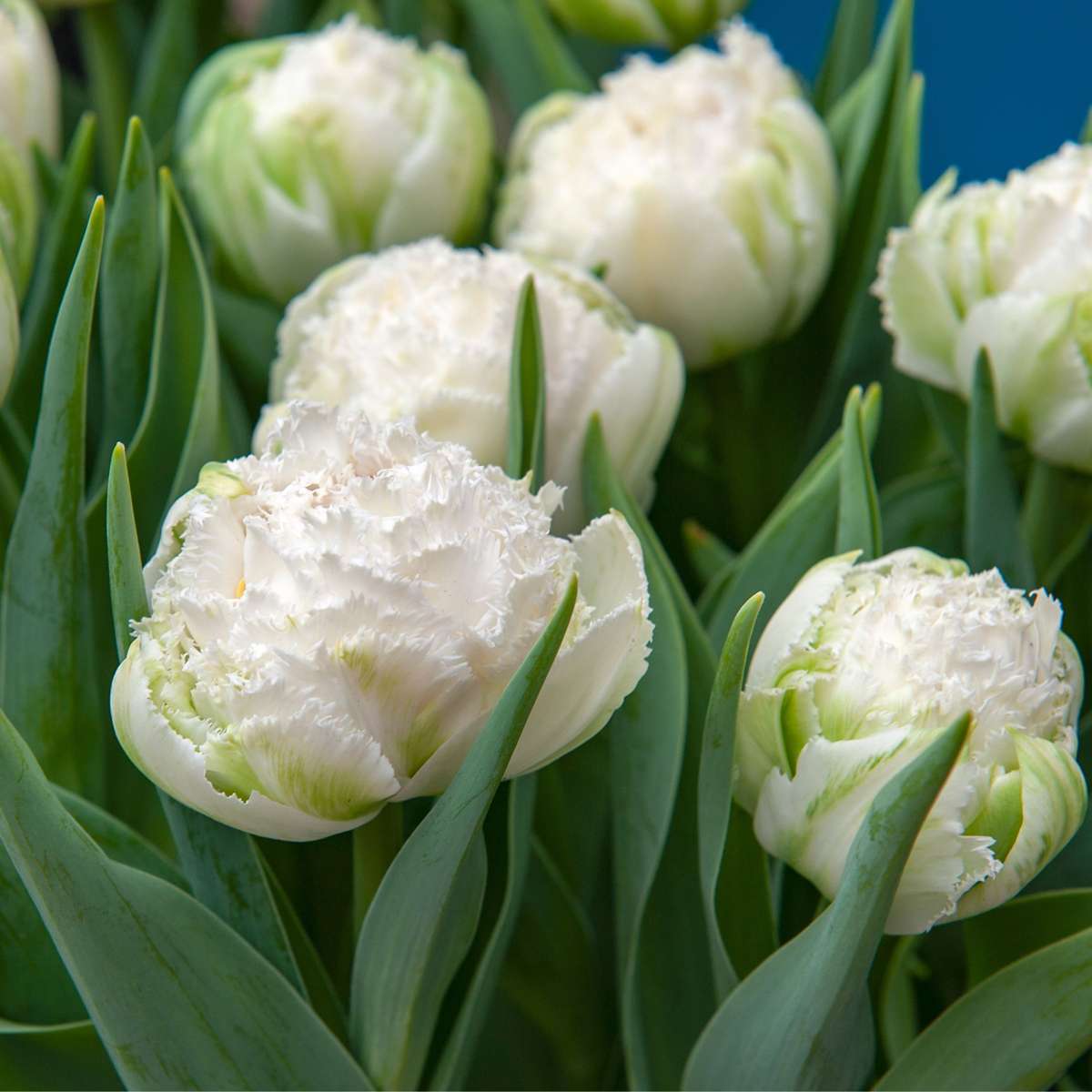 Tulip bulbs - 10 pcs. - Tulipa 'Snow Crystal' - Flower Bulbs - White