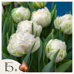 Tulip bulbs - 15 pcs. - Tulipa 'Snow Crystal' - Flower Bulbs - White