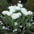Tulip bulbs - 20 pcs. - Tulipa 'Snow Crystal' - Flower Bulbs - White