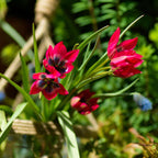 Tulip bulbs - 40 pcs. - Tulipa 'Little Beauty' - Flower Bulbs - Red