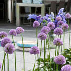 Ornamental onion - 16 pcs. - Allium 'Gladiator' - Flower Bulbs - Purple