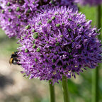 Ornamental onion - 16 pcs. - Allium 'Gladiator' - Flower Bulbs - Purple