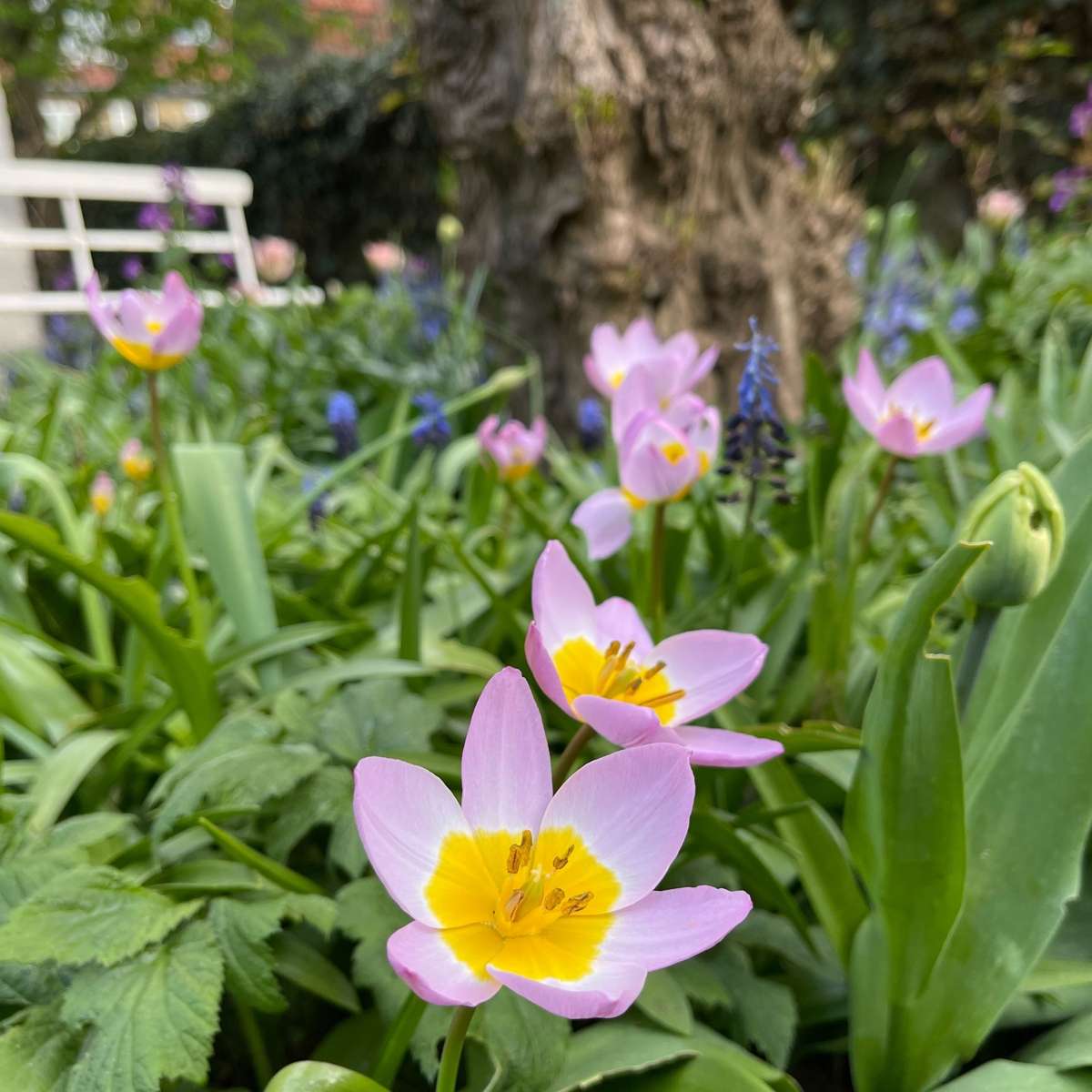 Tulip bulbs - 100 pcs. - Tulipa bakeri 'Lilac Wonder' - Flower Bulbs