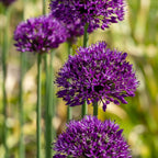 Ornamental onion - 30 pcs. - Allium 'Purple Sensation' - Flower Bulbs - Purple