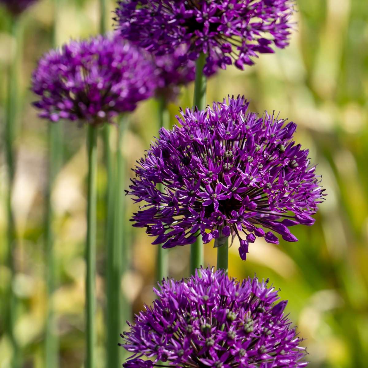 Ornamental onion - 30 pcs. - Allium 'Purple Sensation' - Flower Bulbs - Purple