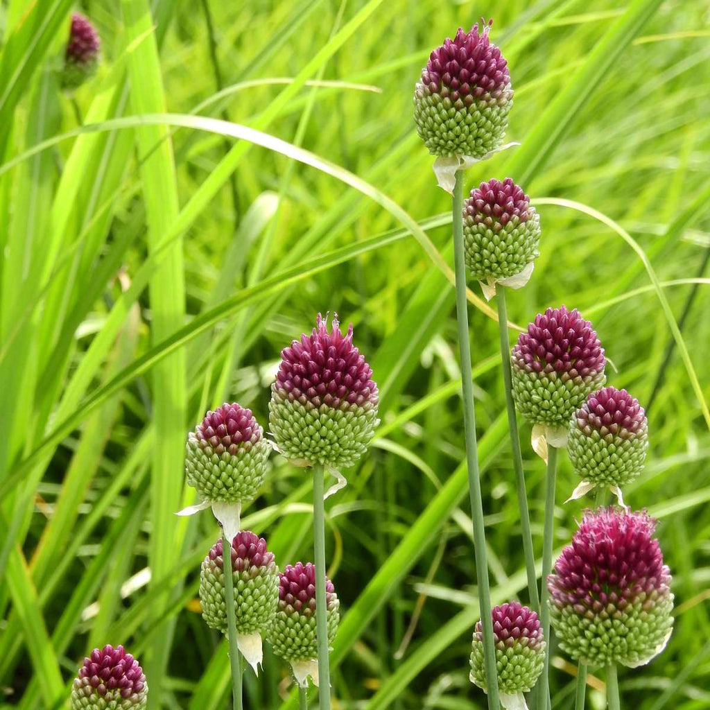 Ornamental onion - 200 pcs. - Allium 'Sphaerocephalon' - Flower Bulbs - Purple