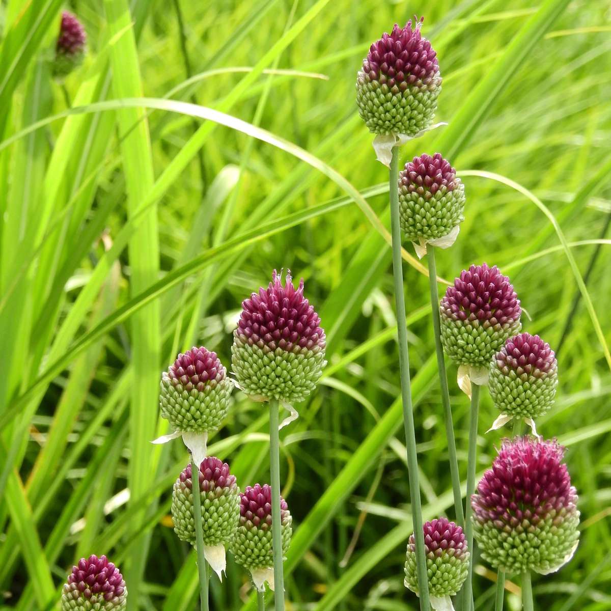 Ornamental onion - 100 pcs. - Allium 'Sphaerocephalon' - Flower Bulbs - Purple