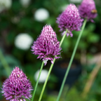 Ornamental onion - 100 pcs. - Allium 'Sphaerocephalon' - Flower Bulbs - Purple