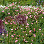 Ornamental onion - 15 pcs. - Allium 'Christophii' - Flower Bulbs - Purple