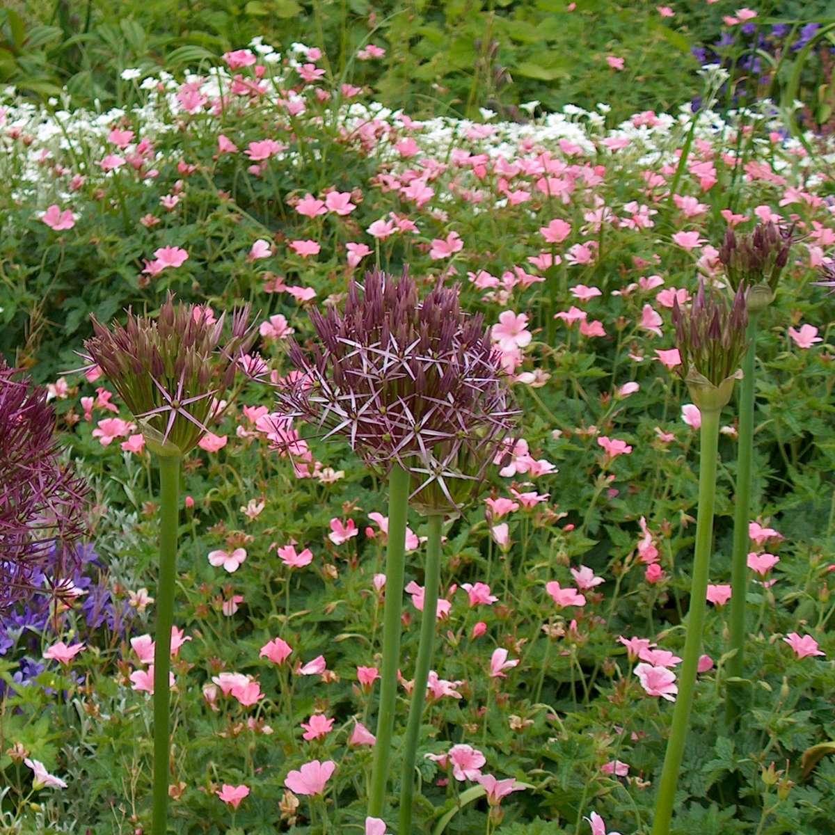 Ornamental onion - 15 pcs. - Allium 'Christophii' - Flower Bulbs - Purple