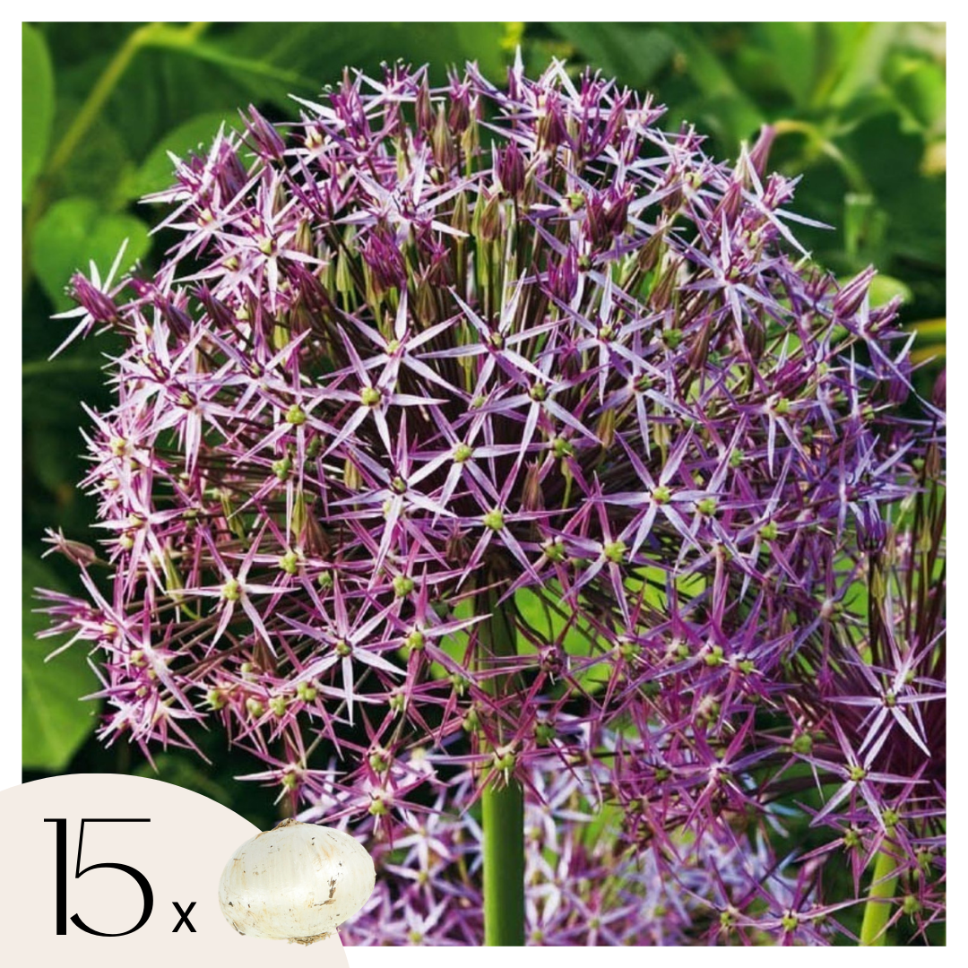 Ornamental onion - 15 pcs. - Allium 'Christophii' - Flower Bulbs - Purple