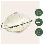 Ornamental onion - 30 pcs. - Allium 'Christophii' - Flower Bulbs - Purple