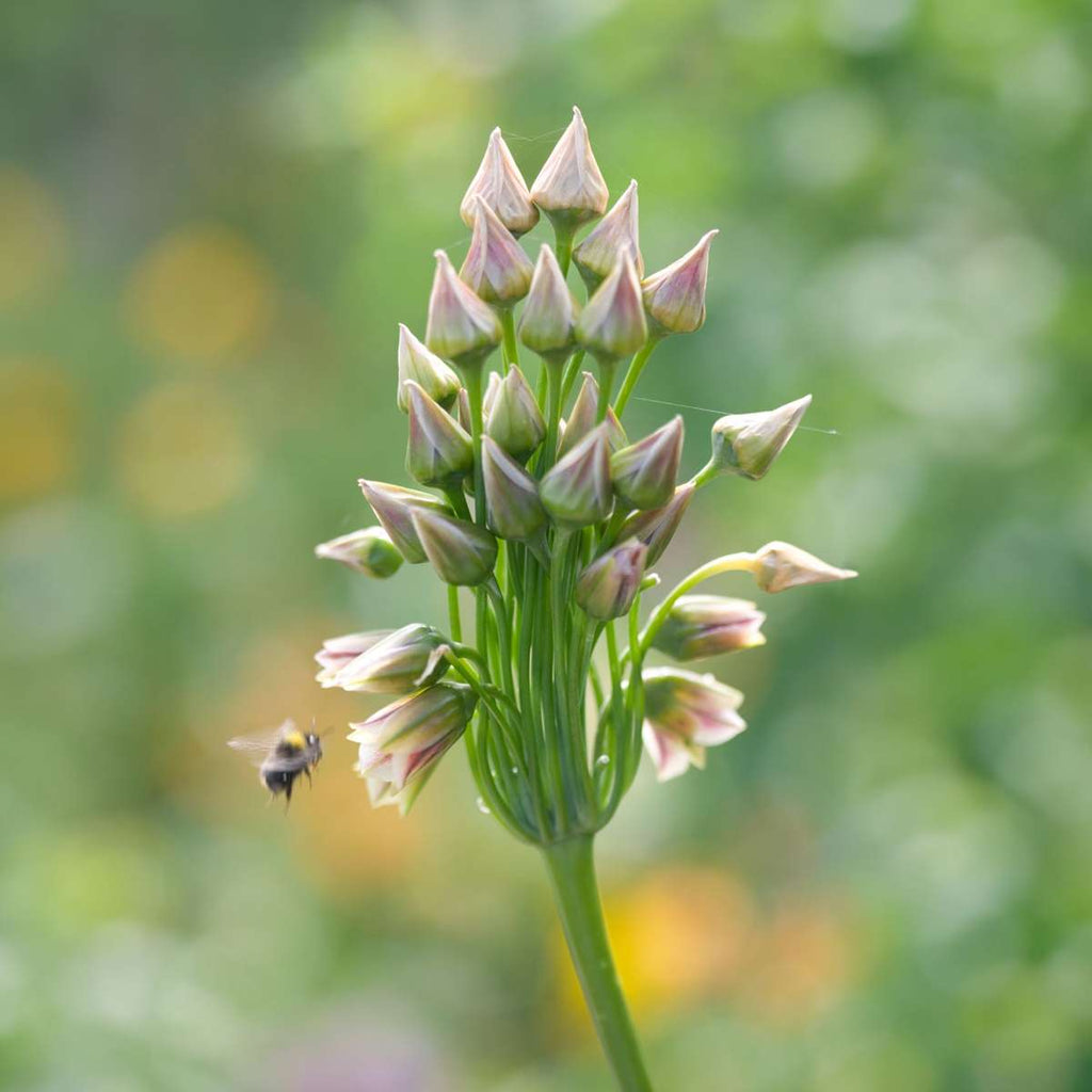 Ornamental onion - 30 pcs. - Allium 'Nectaroscordum' - Flower Bulbs - Pink