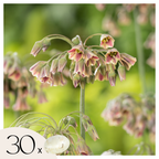 Ornamental onion - 30 pcs. - Allium 'Nectaroscordum' - Flower Bulbs - Pink