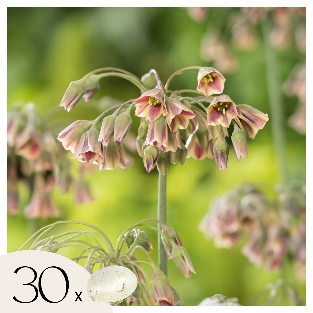 Ornamental onion - 30 pcs. - Allium 'Nectaroscordum' - Flower Bulbs - Pink