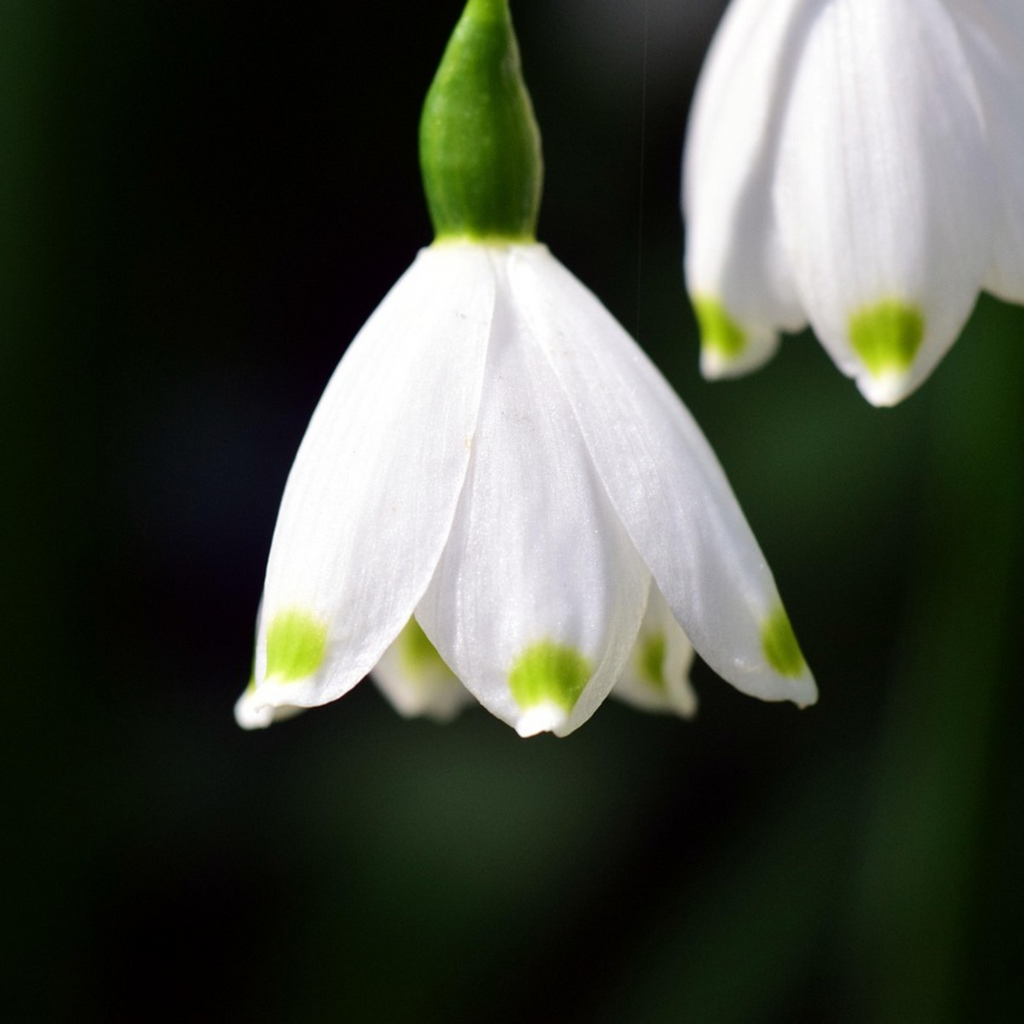 Summer Snowflake - 20 pcs. - Leucojum aestivum - Flower Bulbs - White