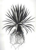 David Ballam - Aloe 20