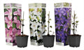 Leather flower - 3 pcs. - Clematis hybrid - Height 25-40cm - ⌀9cm