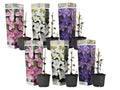 Leather flower - 6 pcs. - Clematis hybrid - Height 25-40cm - ⌀9cm