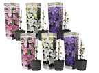 Leather flower - 6 pcs. - Clematis hybrid - Height 25-40cm - ⌀9cm