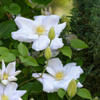 Leather flower - 3 pcs. - Clematis 'Mme Le Coultre' - Height 25-40cm - ⌀9cm