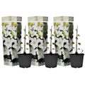 Leather flower - 3 pcs. - Clematis 'Mme Le Coultre' - Height 25-40cm - ⌀9cm
